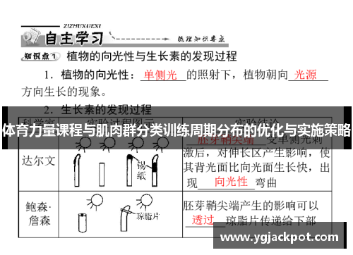 体育力量课程与肌肉群分类训练周期分布的优化与实施策略
